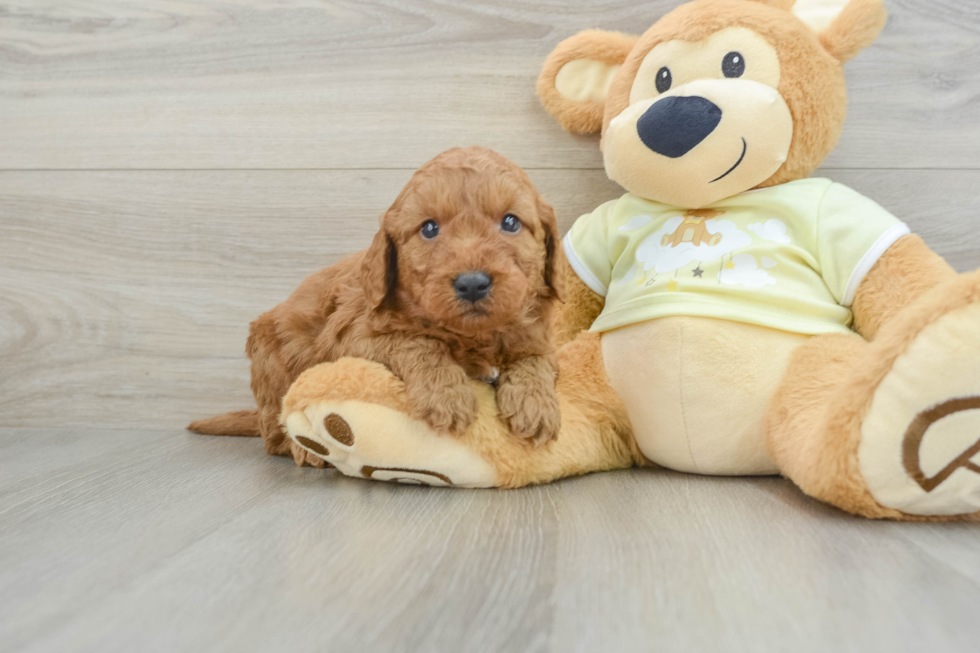 Mini Goldendoodle Puppy for Adoption