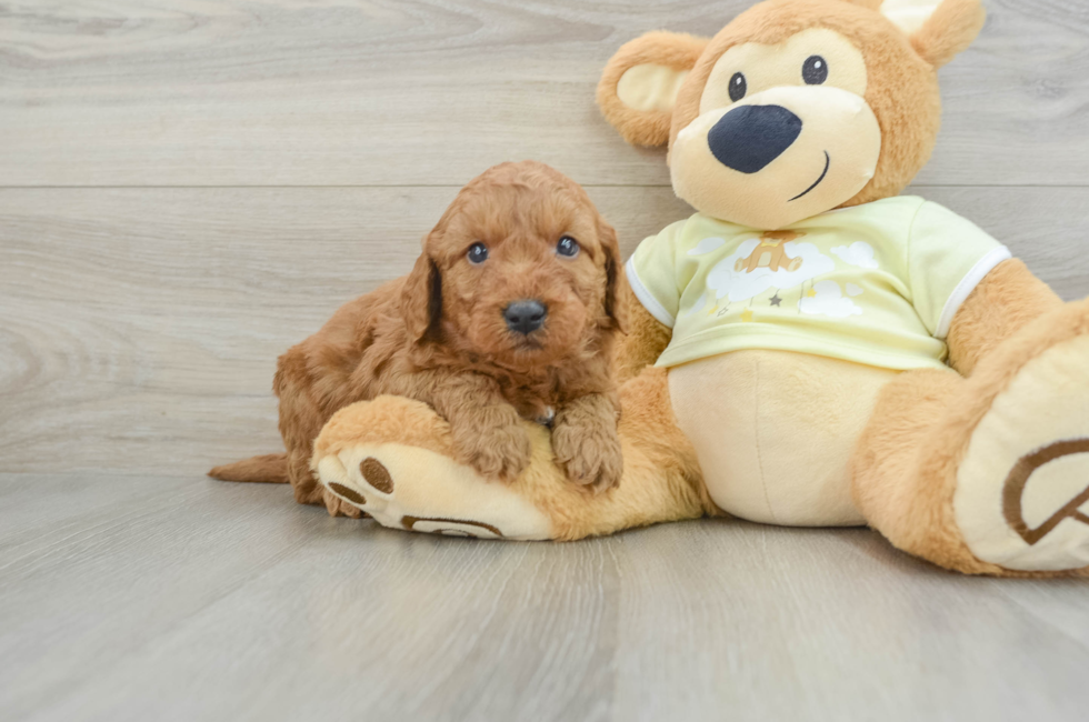 6 week old Mini Goldendoodle Puppy For Sale - Windy City Pups