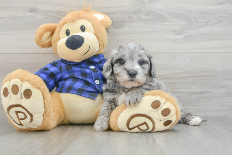 Little Mini Goldenpoo Poodle Mix Puppy