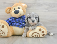 8 week old Mini Goldendoodle Puppy For Sale - Windy City Pups