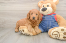 Hypoallergenic Mini Goldiepoo Poodle Mix Puppy