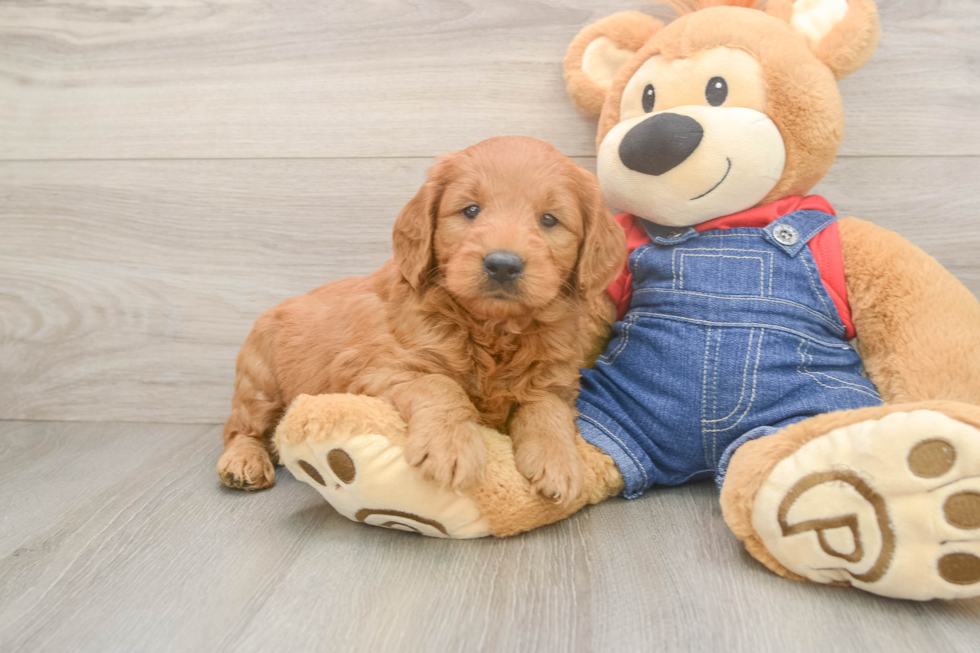 Hypoallergenic Mini Goldiepoo Poodle Mix Puppy
