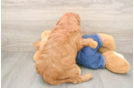 Mini Goldendoodle Puppy for Adoption
