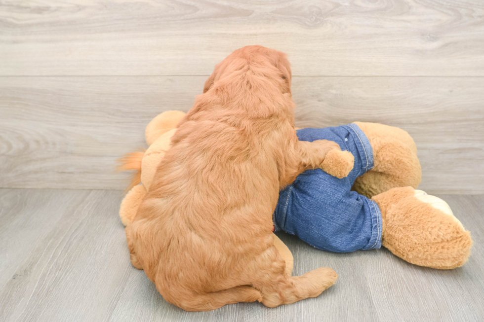 Mini Goldendoodle Puppy for Adoption
