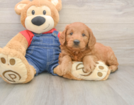 5 week old Mini Goldendoodle Puppy For Sale - Windy City Pups