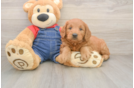 Best Mini Goldendoodle Baby