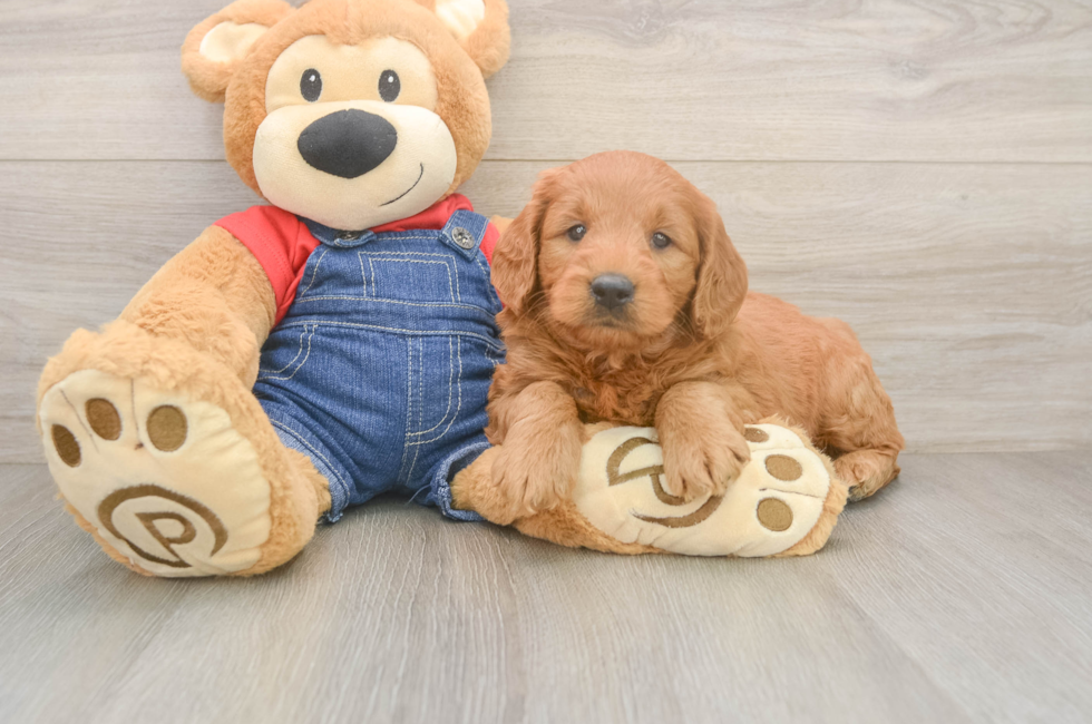 5 week old Mini Goldendoodle Puppy For Sale - Windy City Pups
