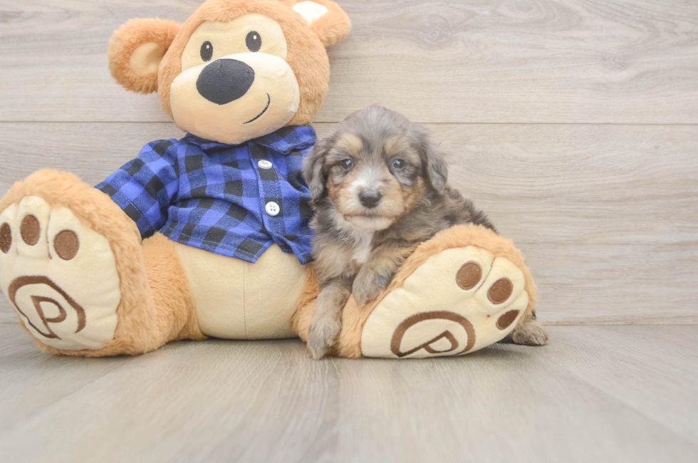 5 week old Mini Goldendoodle Puppy For Sale - Windy City Pups