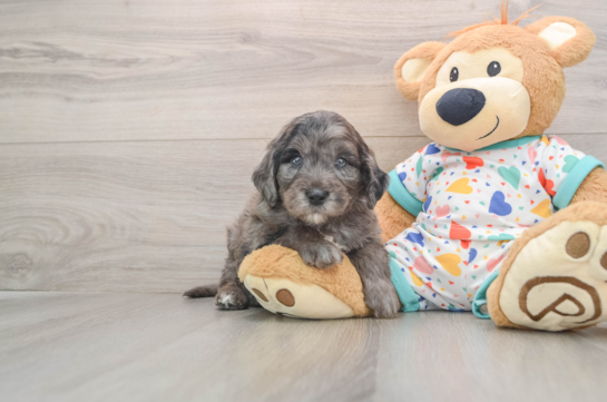Best Mini Goldendoodle Baby