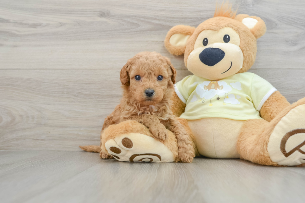 Best Mini Goldendoodle Baby