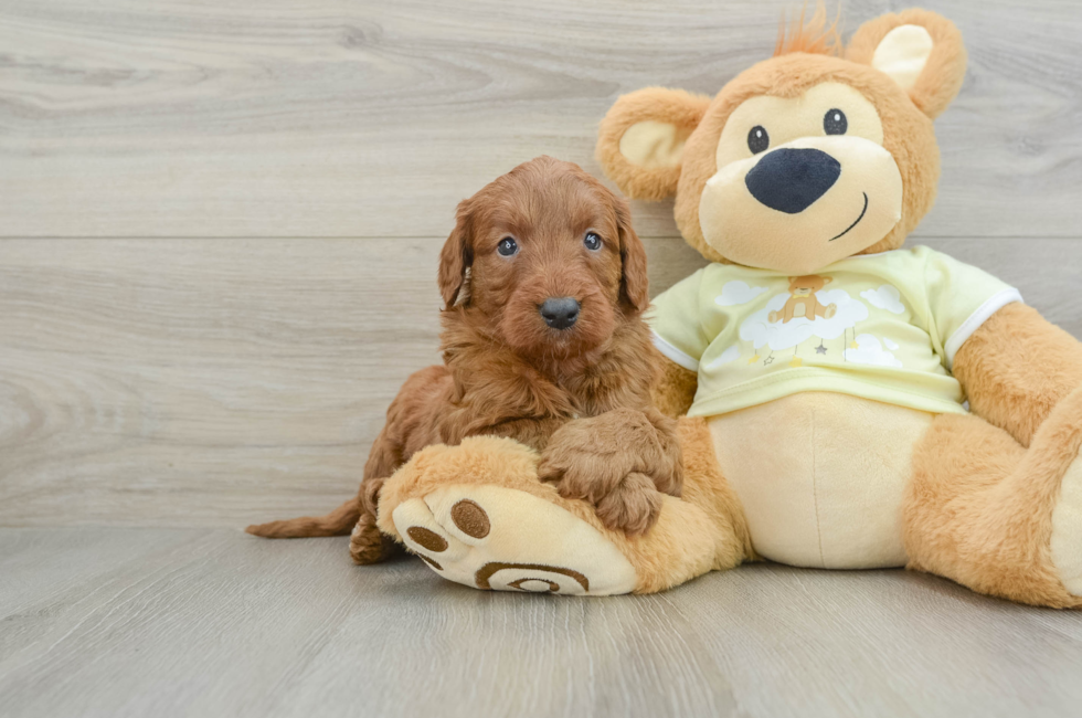 6 week old Mini Goldendoodle Puppy For Sale - Windy City Pups