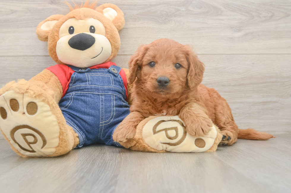 5 week old Mini Goldendoodle Puppy For Sale - Windy City Pups