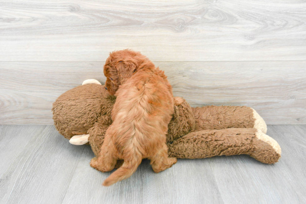 Mini Goldendoodle Puppy for Adoption