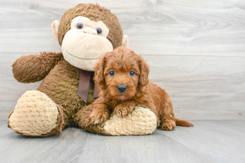 Smart Mini Goldendoodle Poodle Mix Pup