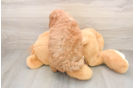 Popular Mini Goldendoodle Poodle Mix Pup