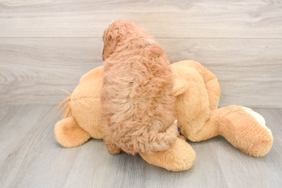 Popular Mini Goldendoodle Poodle Mix Pup