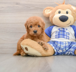 7 week old Mini Goldendoodle Puppy For Sale - Windy City Pups