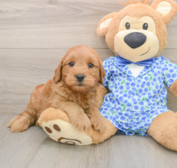 7 week old Mini Goldendoodle Puppy For Sale - Windy City Pups