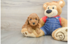 Playful Mini Groodle Poodle Mix Puppy
