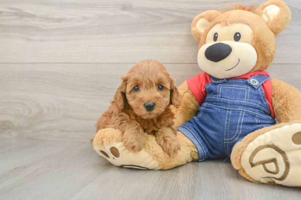 Playful Mini Groodle Poodle Mix Puppy