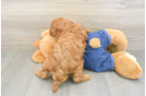 Mini Goldendoodle Puppy for Adoption