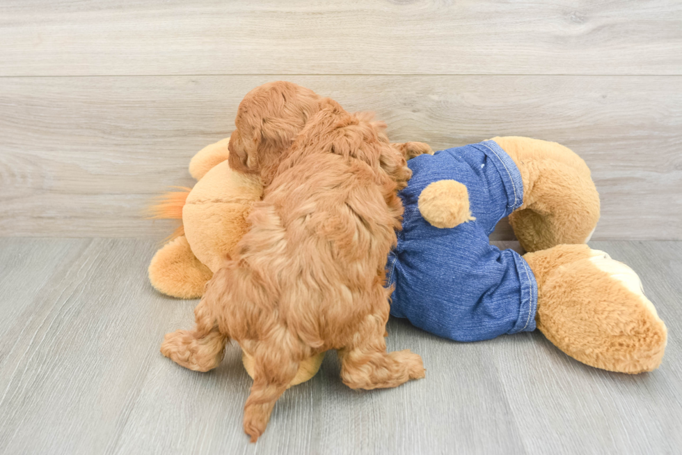 Mini Goldendoodle Puppy for Adoption