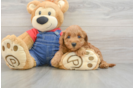 Best Mini Goldendoodle Baby