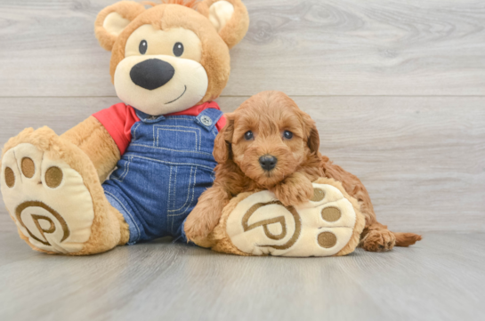 Best Mini Goldendoodle Baby