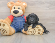 7 week old Mini Goldendoodle Puppy For Sale - Windy City Pups