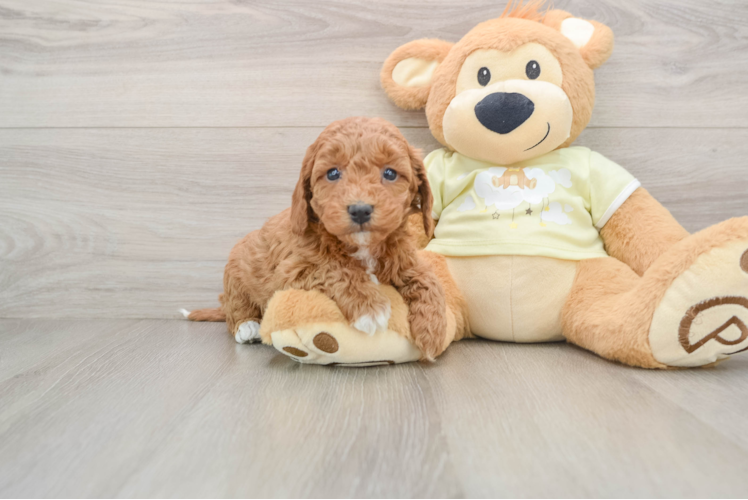 Best Mini Goldendoodle Baby