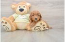 Small Mini Goldendoodle Baby