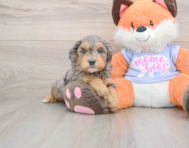 6 week old Mini Goldendoodle Puppy For Sale - Windy City Pups