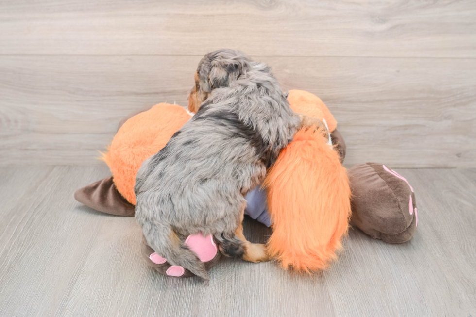 Hypoallergenic Mini Goldiepoo Poodle Mix Puppy