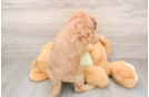 Best Mini Goldendoodle Baby
