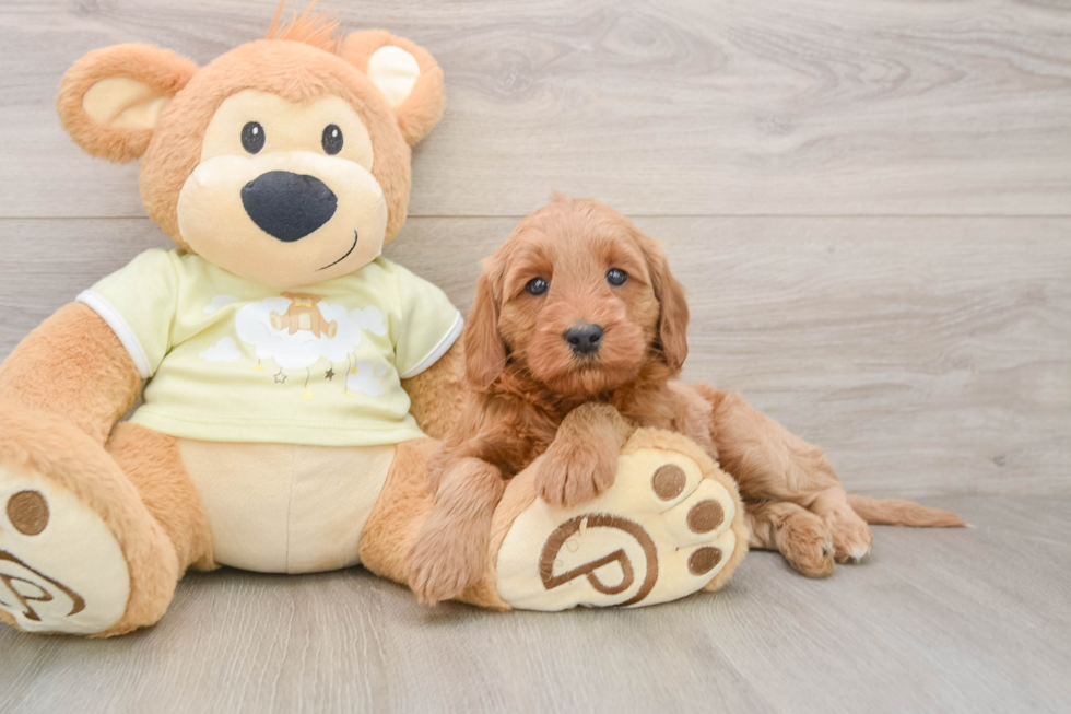 Best Mini Goldendoodle Baby
