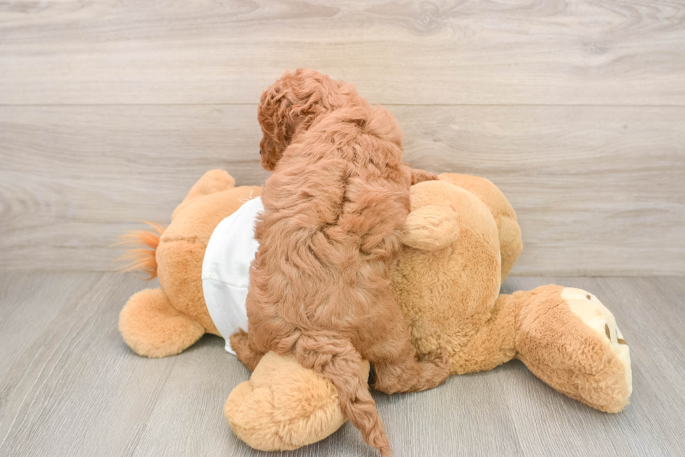 Petite Mini Goldendoodle Poodle Mix Pup