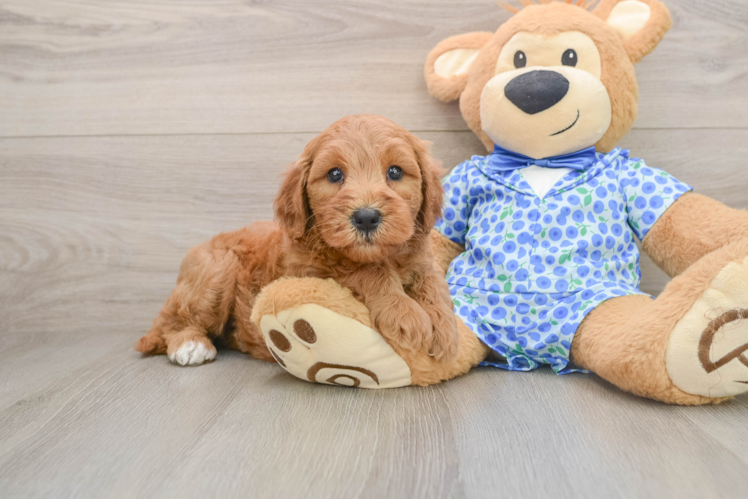 Funny Mini Goldendoodle Poodle Mix Pup