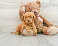 8 week old Mini Goldendoodle Puppy For Sale - Windy City Pups