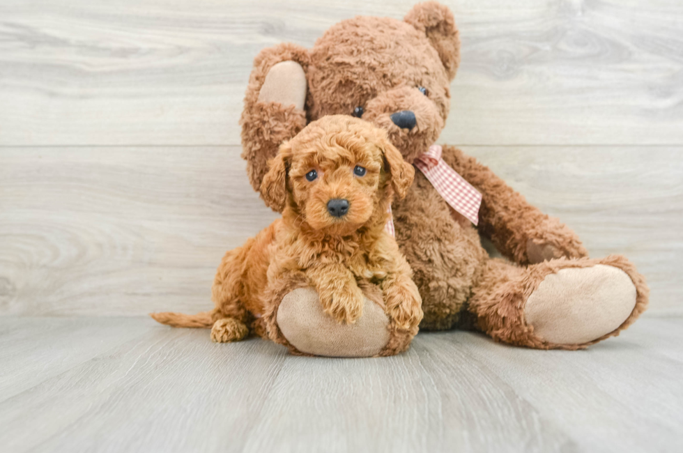 8 week old Mini Goldendoodle Puppy For Sale - Windy City Pups