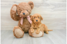 Best Mini Goldendoodle Baby