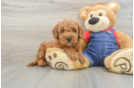 Playful Mini Groodle Poodle Mix Puppy