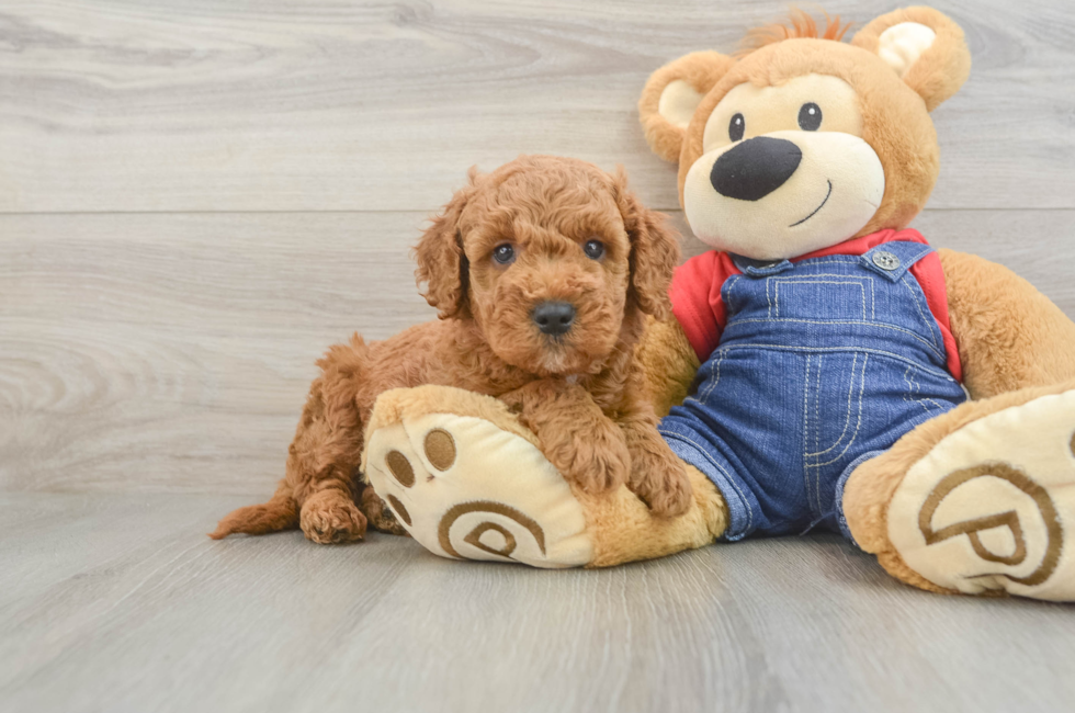 5 week old Mini Goldendoodle Puppy For Sale - Windy City Pups