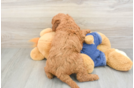 Mini Goldendoodle Puppy for Adoption