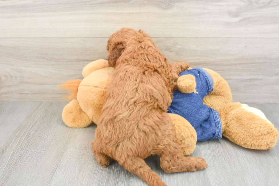 Mini Goldendoodle Puppy for Adoption