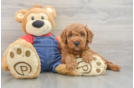 Mini Goldendoodle Puppy for Adoption