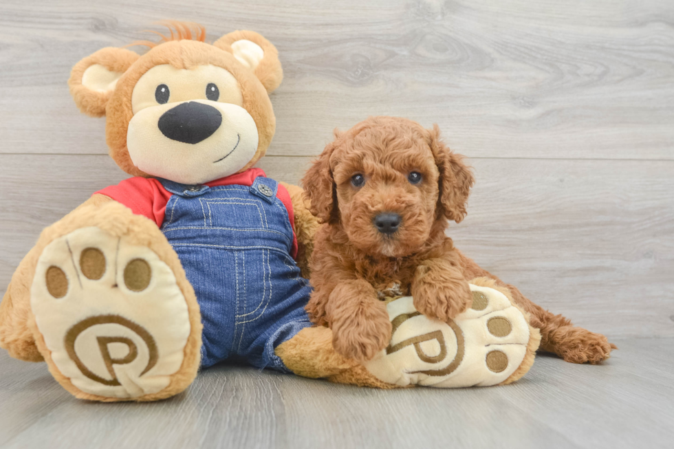 Mini Goldendoodle Puppy for Adoption