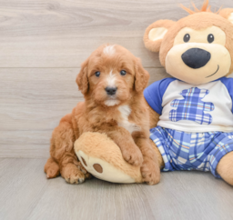 7 week old Mini Goldendoodle Puppy For Sale - Windy City Pups