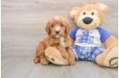 Smart Mini Goldendoodle Poodle Mix Pup