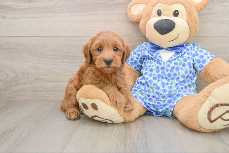 Best Mini Goldendoodle Baby