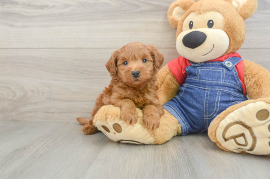 Best Mini Goldendoodle Baby